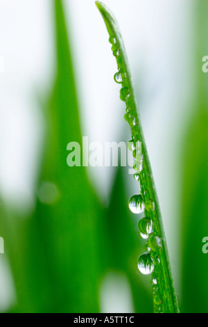 Wassertropfen auf Grashalm Stockfoto