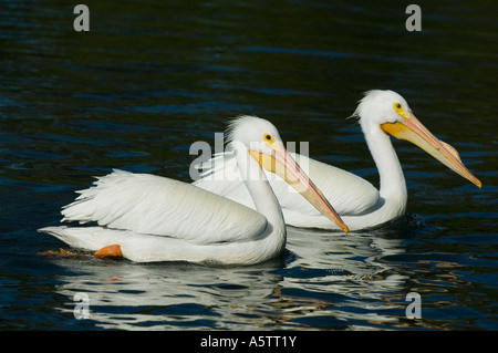 Amerikanische weiße Pelikane (Pelecanus Erythrorhynchos) Westküste Florida USA Stockfoto