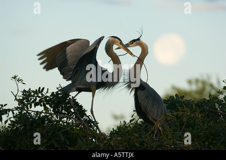 Große blaue Reiher (Ardea Herodias) nisten paar und Mond, Golf-Küste Florida USA Stockfoto