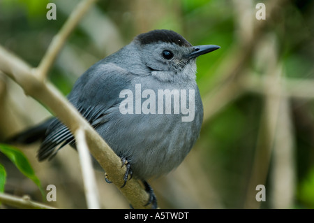 Graues Catbird (Dumetella Carolinensis) Corkscrew Swamp Sanctuary FLORIDA Stockfoto