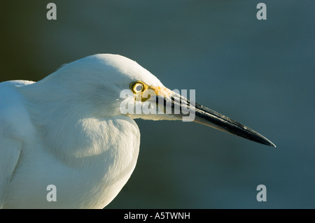 Snowy Silberreiher (Egretta unaufger) Golfküste, Florida Stockfoto