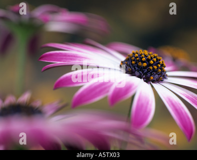 OSTEOSPERMUM SILVIA oder Herbers Schwerpunkt differentiell Zentrum von rosa und weiße Blume mit anderen Blumen unscharf hinter Stockfoto