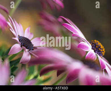 OSTEOSPERMUM SILVIA oder African Daisy differentiell konzentriert in der Mitte der rosa Blume mit anderen Blumen unscharf, verschwommen. England Großbritannien Großbritannien Stockfoto