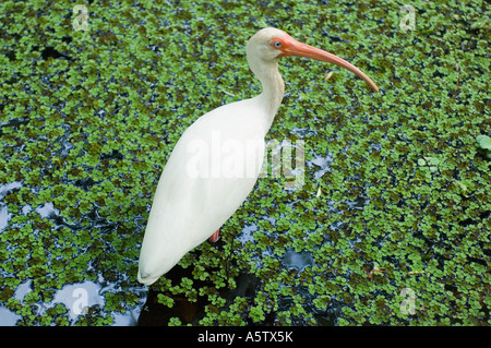 Weißer Ibis (Eudocimus Albus) in Wasserlinsen Audubon Corkscrew Swamp Sanctuary, FLORIDA Stockfoto