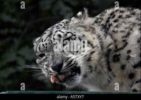 Snow Leopard Stockfoto