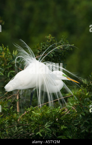 Große Silberreiher (Egretta Alba) männlich anzeigen, Golfküste. FLORIDA Stockfoto