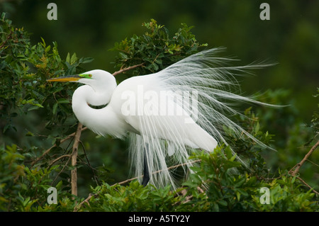 Große Silberreiher (Egretta Alba) männlich anzeigen, Golfküste. FLORIDA Stockfoto