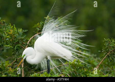 Große Silberreiher (Egretta Alba) männlich anzeigen, Golfküste. FLORIDA Stockfoto