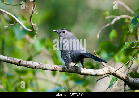 Graues Catbird (Dumetella Carolinensis) Corkscrew Swamp Sanctuary, FLORIDA Stockfoto