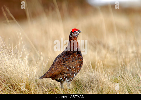 Moorschneehühner Männchen im Frühjahr.  XBI 4996-467 Stockfoto