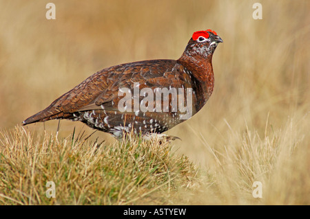 Moorschneehühner Männchen im Frühjahr.  XBI 5000-467 Stockfoto