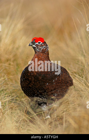 Moorschneehühner Männchen im Frühjahr.  XBI 5001-467 Stockfoto