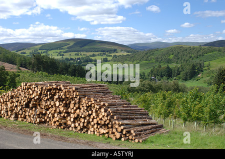 Frische Schnittware in Glen Prosen, Bonfests gestapelt. Angus. Schottland XPL 4984-466 Stockfoto