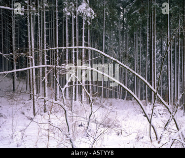 DE - Bayern: Winterwald Stockfoto