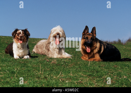 Australian Shepherd Bearded Collie und Deutscher Schäferhund-Hund - auf der Wiese liegend Stockfoto