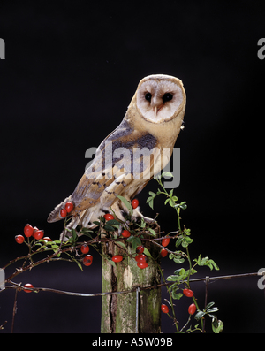 Schleiereule - bei Nacht / Tyto Alba Stockfoto