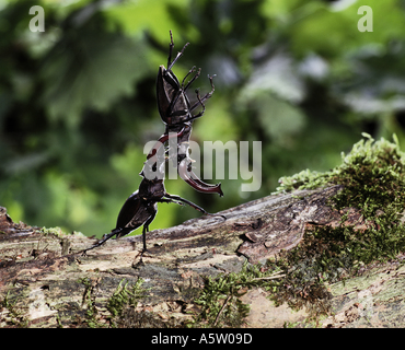 Europäischer Hirschkäfer (Lucanus cervus). Zwei Männer ringen um Frauen Stockfoto