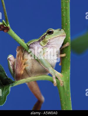 Europäische Treefrog - Klettern / Hyla Arborea Stockfoto