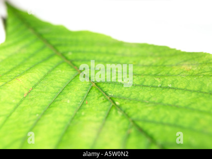 eine grüne Conker Baum Blatt Stockfoto