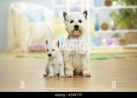West Highland Terrier Hund mit Welpen - sitzen Stockfoto