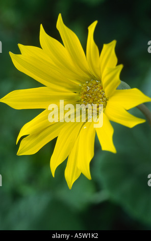 Gazanien X hybrida "Colorado Gold" Stockfoto