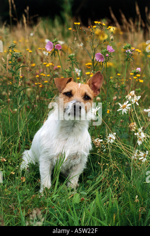 Jack Russell Terrier. Erwachsener Hund witting auf einer blühenden Wiese Stockfoto