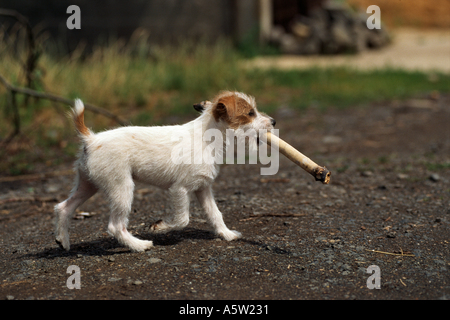 Jack Russell Terrier - Welpen mit Stock in der Schnauze Stockfoto