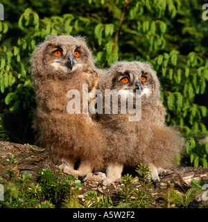 zwei junge Uhu Stockfoto