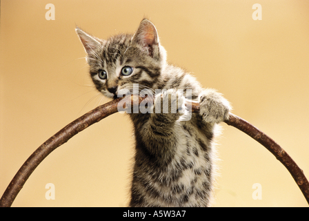 junge Hauskatze - Pfoten am Griff des Korbes Stockfoto