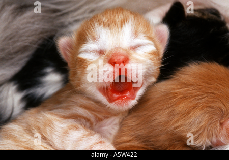 Hauskatze - Kätzchen (drei Tage) - Gähnen Stockfoto