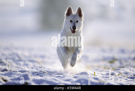 Weißer Schweizer Schäferhund - laufen im Schnee Stockfoto