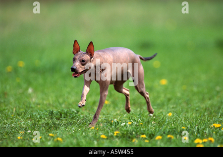 Mexikanischer Nackthund auf Wiese Stockfoto