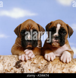 Boxer - zwei Welpen - Hundepfoten auf Baumstamm Stockfoto