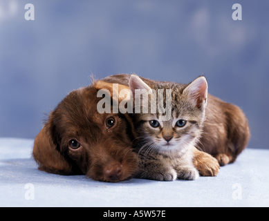 Rauhaar Dackel. Welpen und Kätzchen, die neben einander liegen. Studio Bild Stockfoto