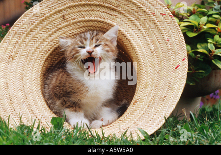 Hauskatze. Kitten in einem Strohhut, Gähnen Stockfoto