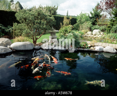 Koi Karpfen. Fische unterschiedlicher Färbung schwimmen in einem Gartenteich Stockfoto