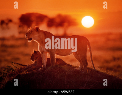 Afrikanischer Löwe (Panthera leo). Löwin mit cub bei Sonnenuntergang Stockfoto