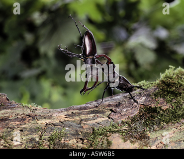 Hirschkäfer (Lucanus cervius), zwei kämpfende Männchen, Deutschland Stockfoto