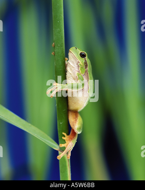 Europäische Treefrog - Klettern / Hyla Arborea Stockfoto