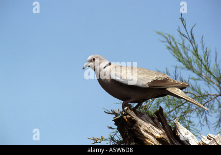 Eurasian Collared Dove / Streptopelia Decaocto Stockfoto