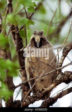 junge Waldohreule / Asio Otus Stockfoto