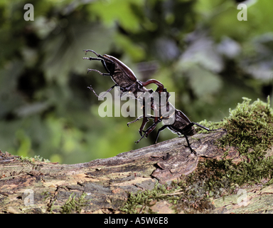 Europäischer Hirschkäfer (Lucanus cervus). Zwei Männer ringen um Frauen Stockfoto