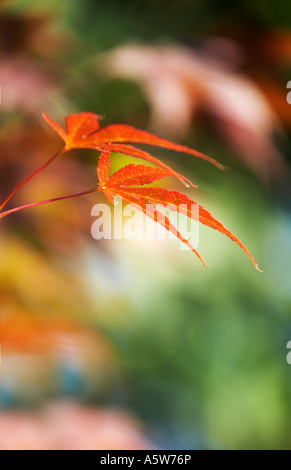 Acer Palmatum Atropurpureum zeigt rote Blätter in Herbstfärbung Stockfoto