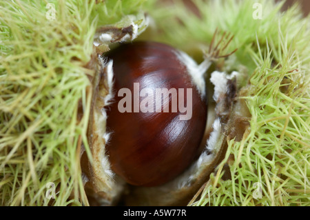 Sweet Chestnut Castanea sativa Stockfoto