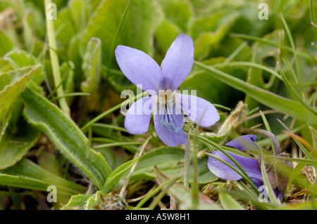 Behaarte violett Stockfoto