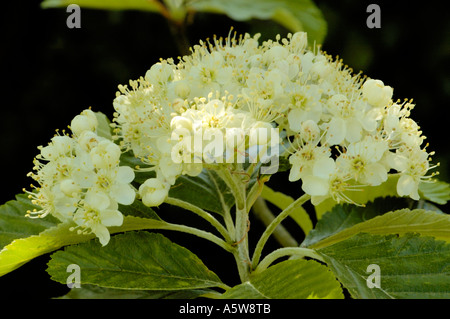 Gemeinsamen Mehlbeere Sorbus aria Stockfoto