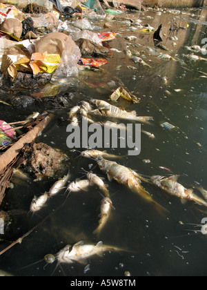 Tote Fische schwimmen in einen Fluss, der mit Müll und Chemikalien verschmutzt worden Stockfoto