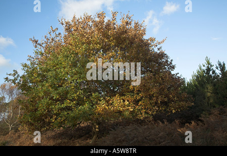 Kleine Eiche im Herbst Rendlesham Forest, Suffolk-Sandlings, Suffolk, England Stockfoto