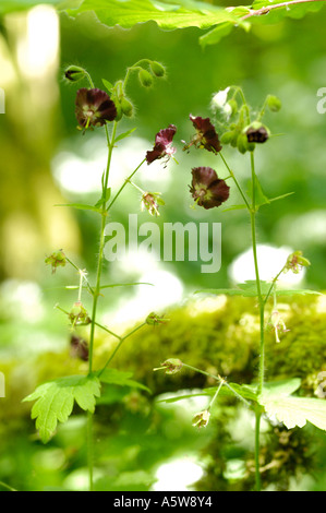 Altrosa des Krans-Bill, Geranium phaeum Stockfoto
