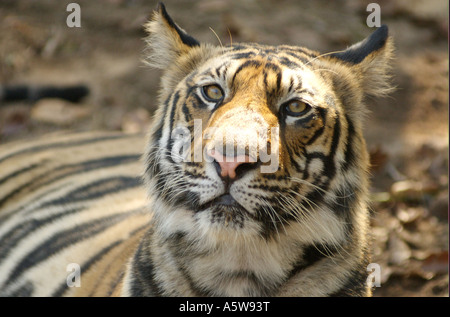 Bandhavgarh National Park Madhyar Pradesh Indien 0207 Stockfoto